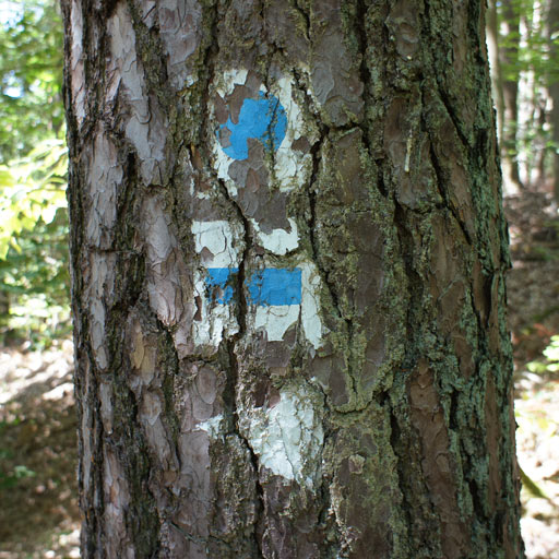 Old trail marker on a tree.