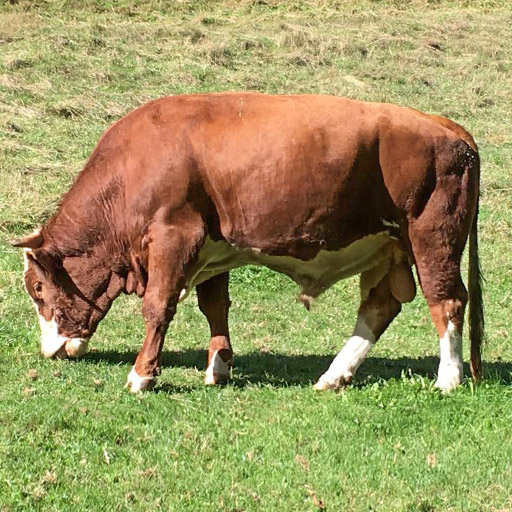 A bull grazing on a meadow.