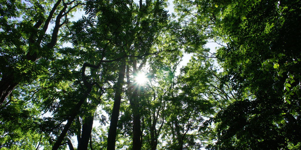 The sun shines through the canopy of a black locust grove.