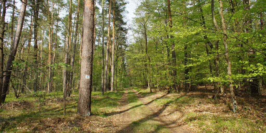 A forest trail in Brandburg.
