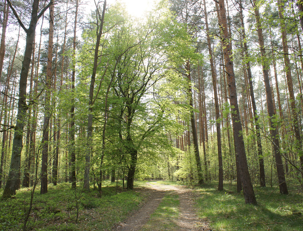 The sunlit forest in Brandburg.