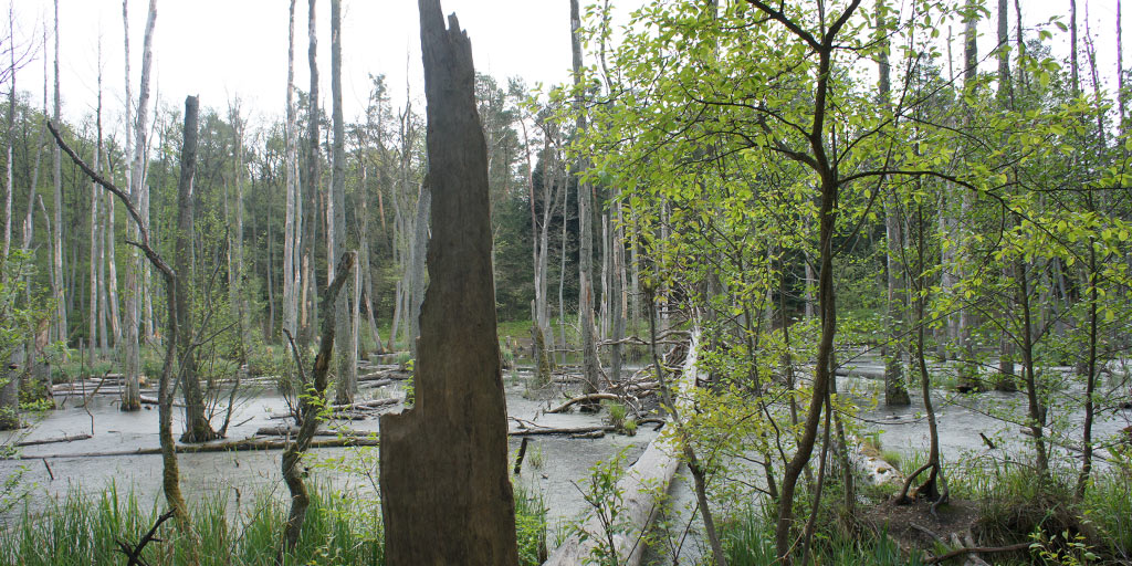 Nature reserve Briesetal.