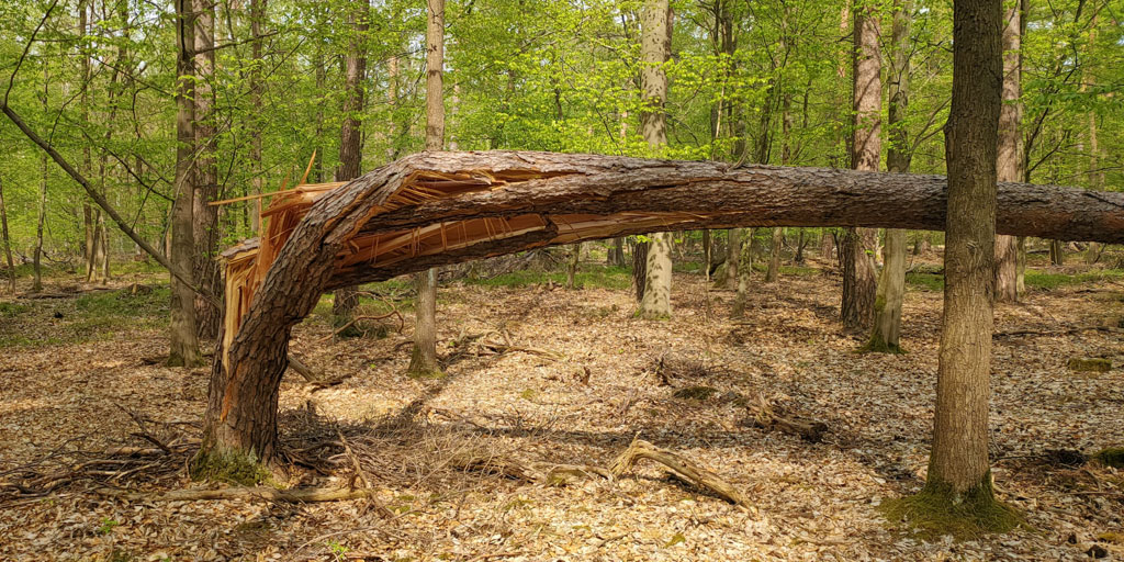 A broken, downed tree that fell during a spring storm.