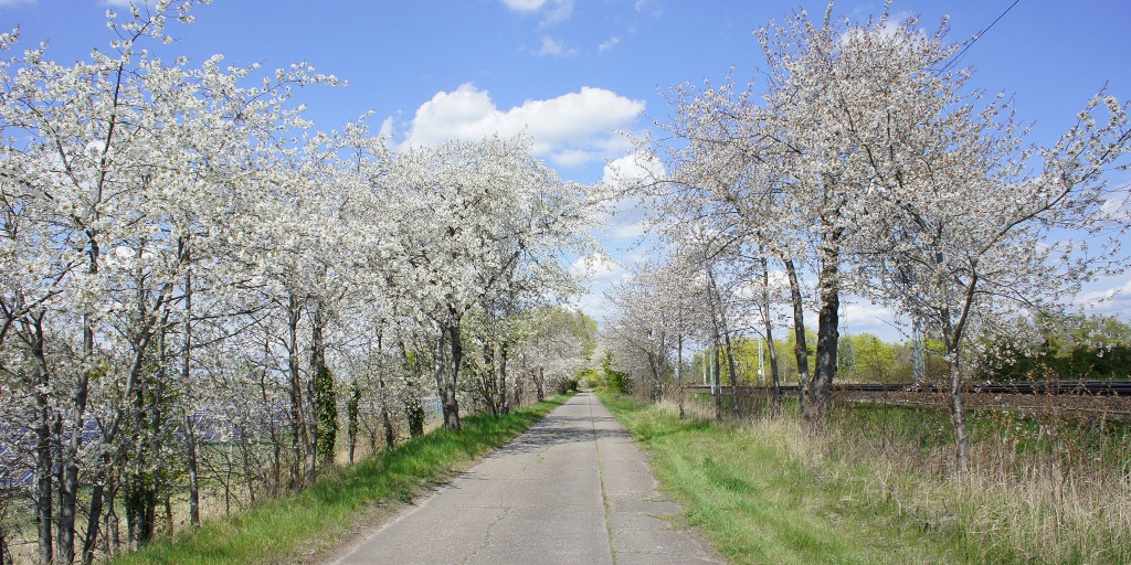 Cherry trees in white bloom line the country road.
