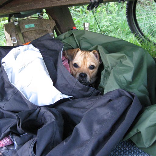 A dog snuggled into a bivy bag.