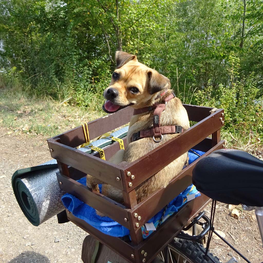 A happy dog sitting in a box mounted to a bicycle rack.