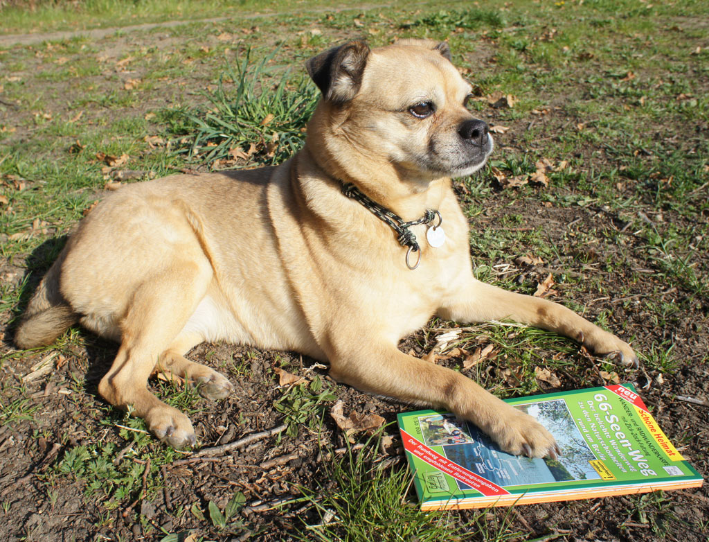 A dog holding a hiking map.
