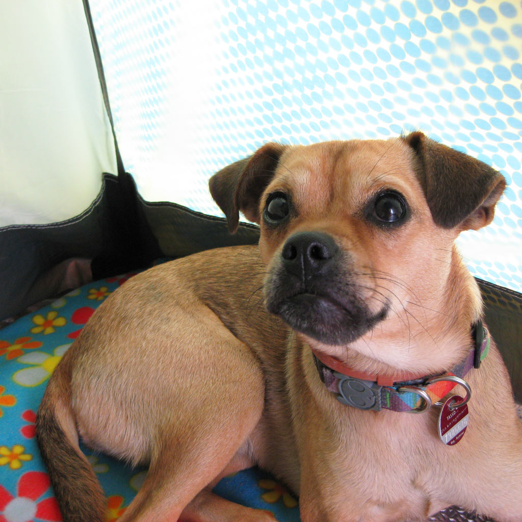 A dog with a swollen snout who had tried to eat a sky raisin aka a wasp.