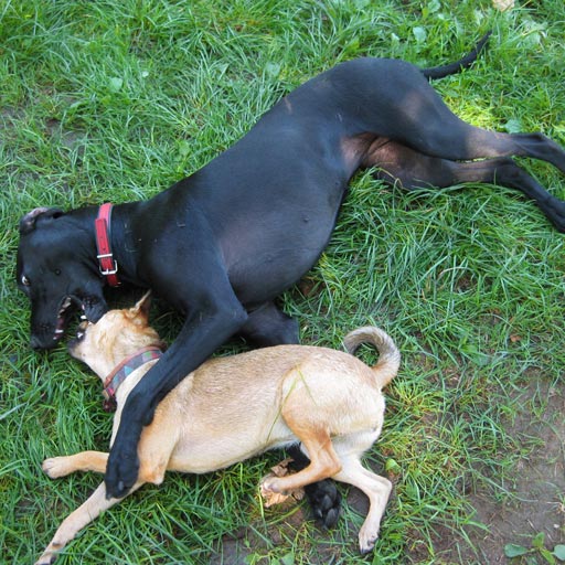 Dogs playing rough.