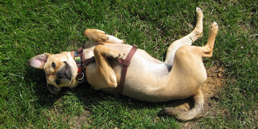 A happy dog relaxing in the sun.