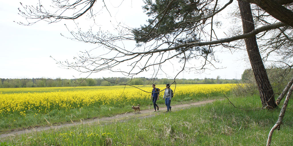 Two women and a dog hike past a canola field.