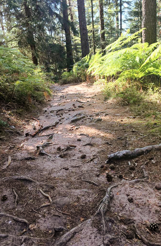 Path covered with roots.