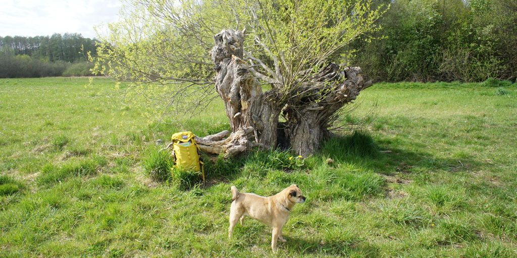 A dog standing next to an old willow tree.