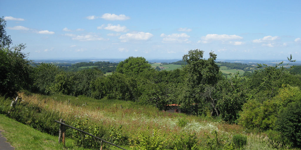 An old fruit orchard on a hill.