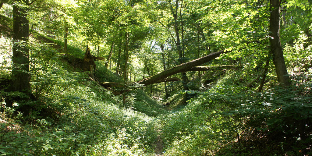 Overgrown path inside a forest.