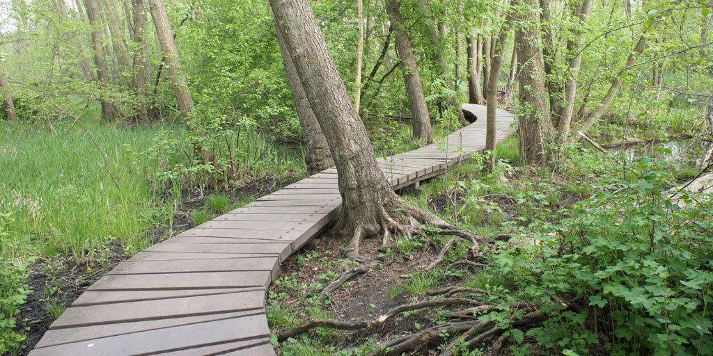 A boardwalk crossing a swamp.