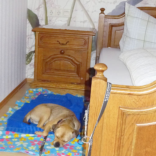 A dog sleeping inside a nice hotel room.