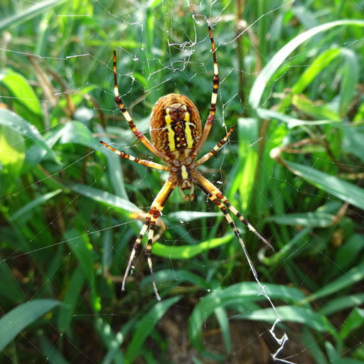 A yellow wasp spider in a field.